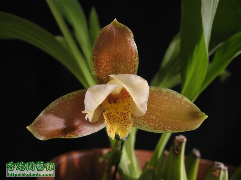 Lycaste Garfield (10).JPG