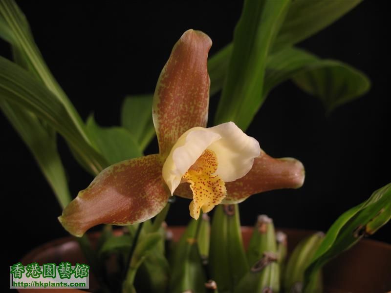 Lycaste Garfield (15).JPG