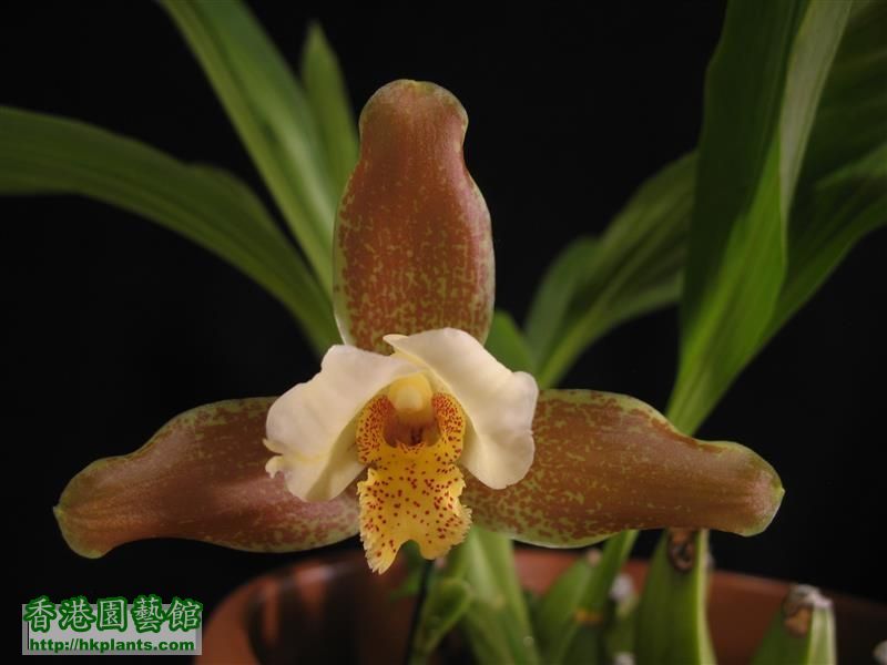 Lycaste Garfield (19).JPG