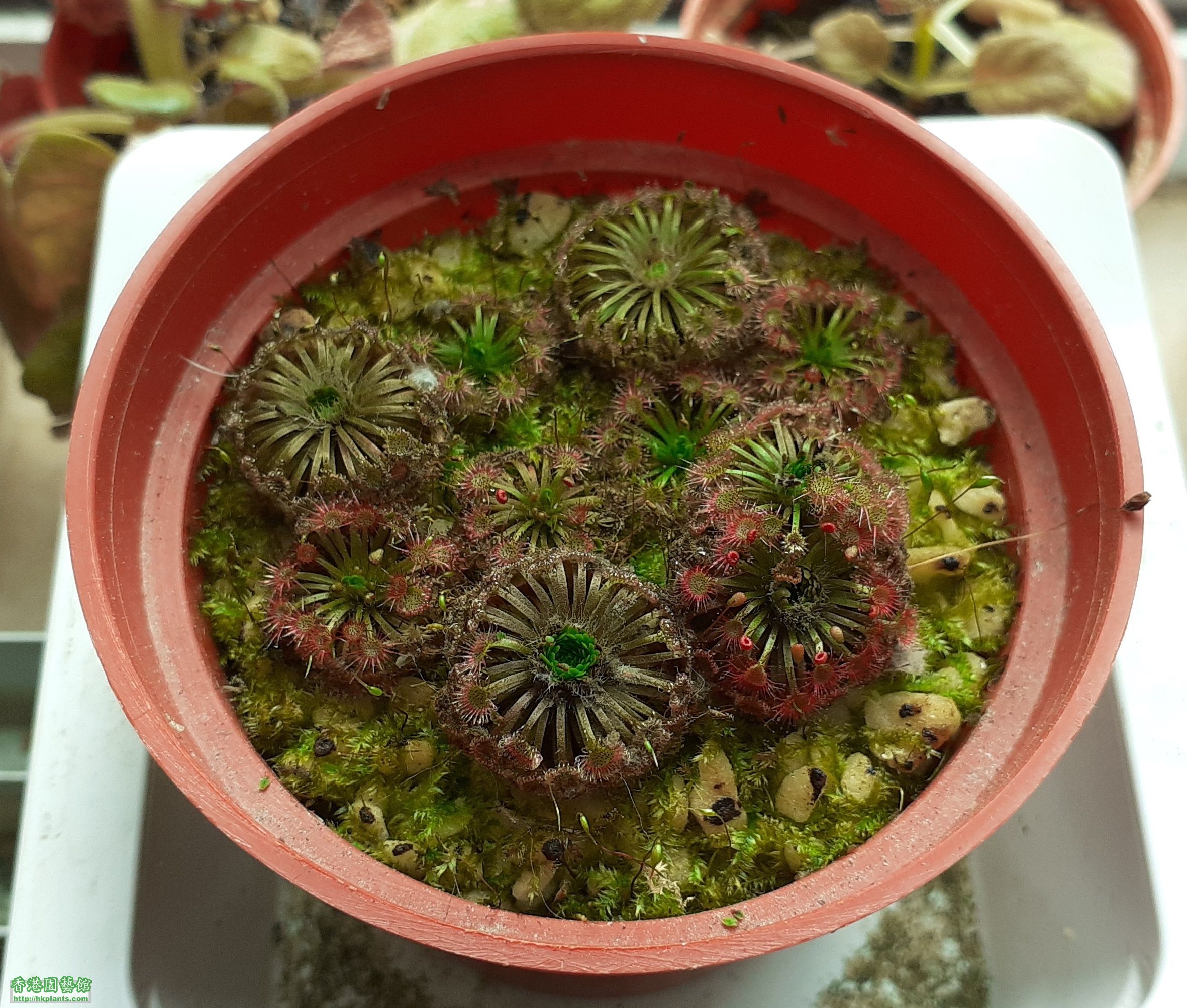 Drosera Carbarup-2020-C018.jpg