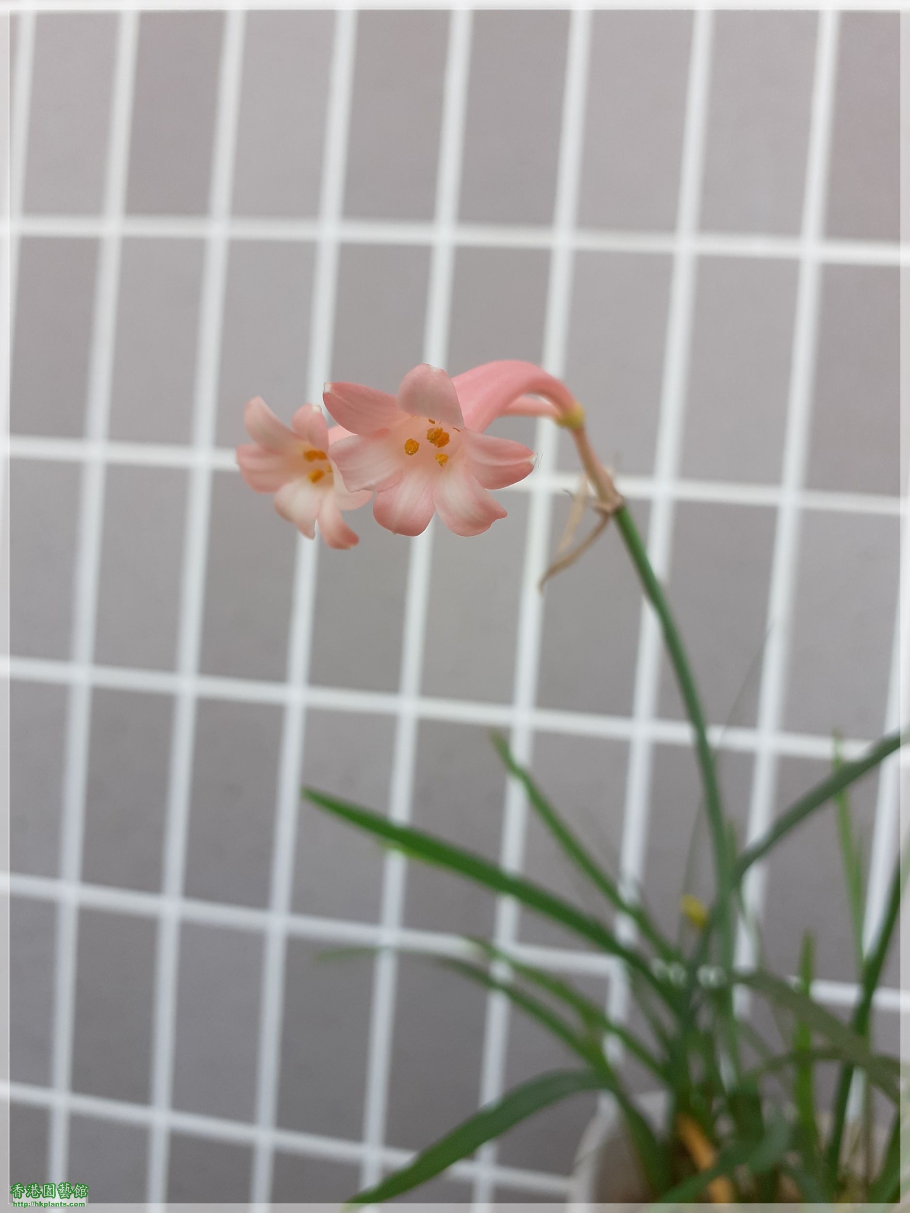 Cyrtanthus mackenii &#039;himalayan pink&#039;-2021-B001.jpg