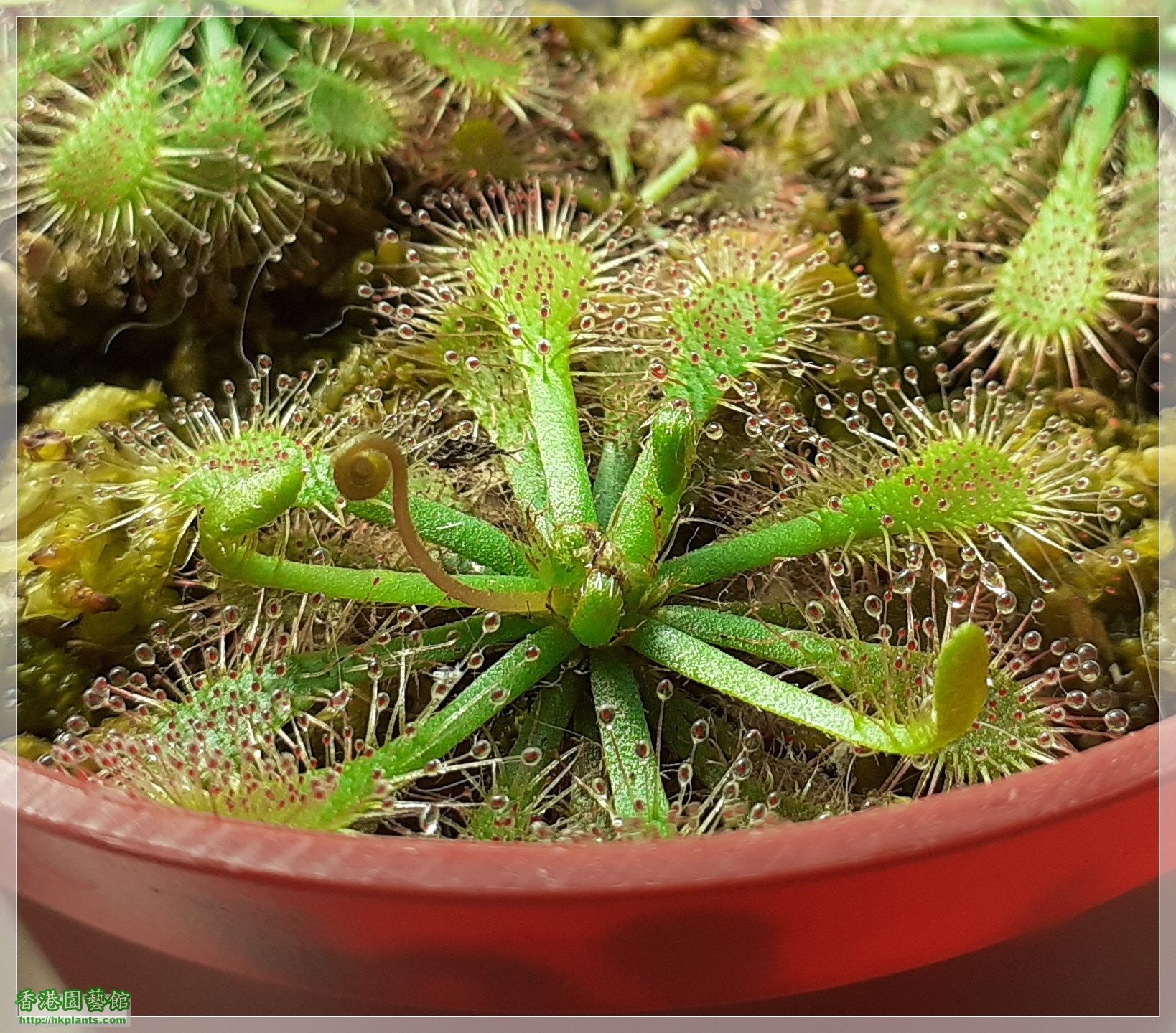 Drosera Spathulate var. Lovellae-2021-002.jpg