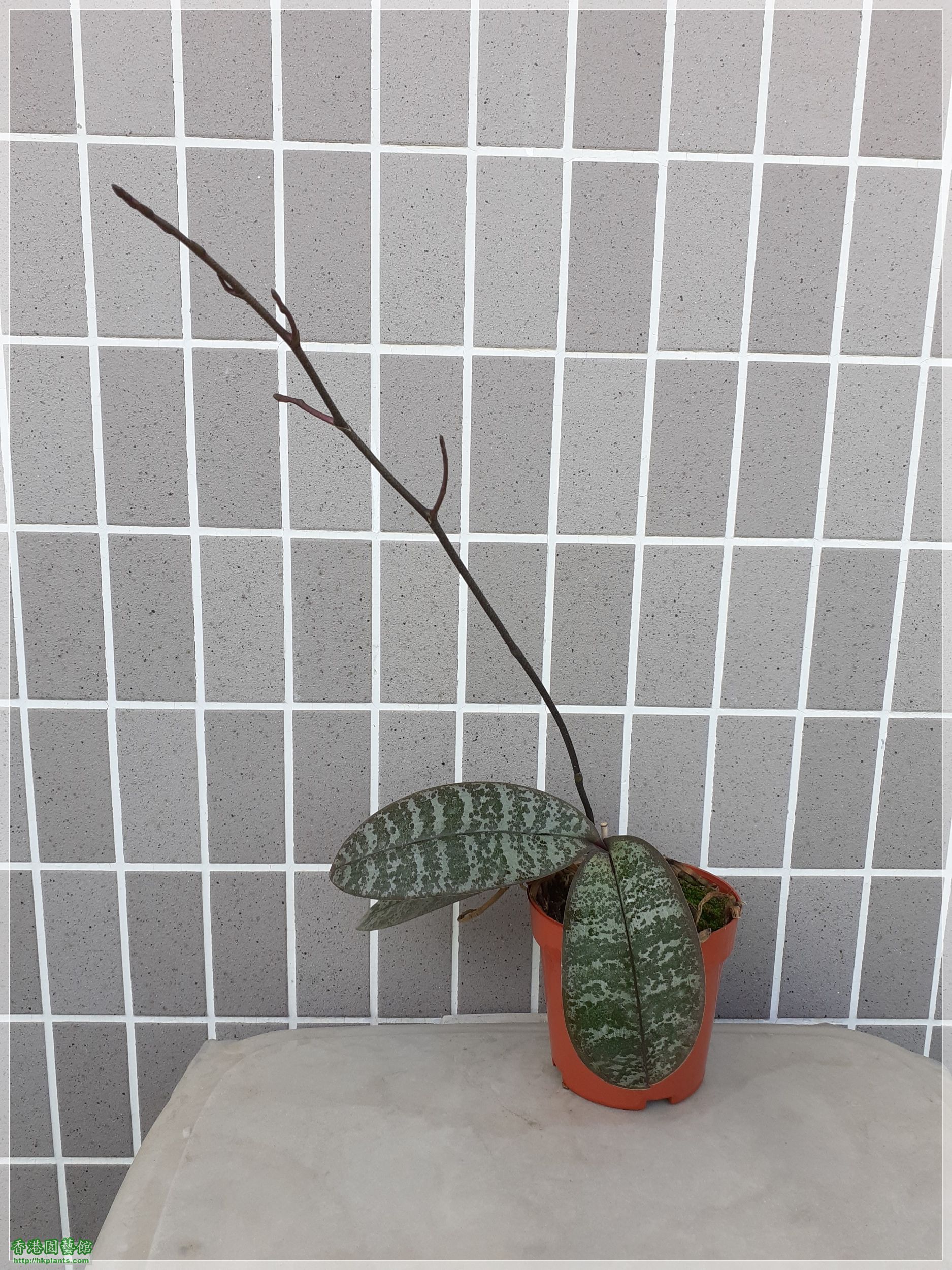 Phalaenopsis schilleriana-2021-003.jpg
