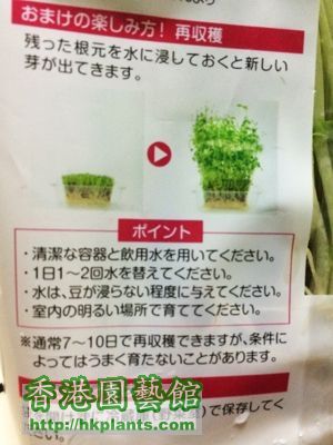 Pea sprouts jp_02.JPG