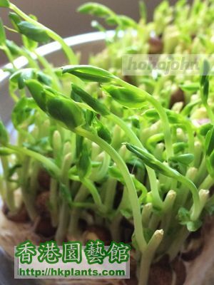 Pea sprouts jp_06.JPG