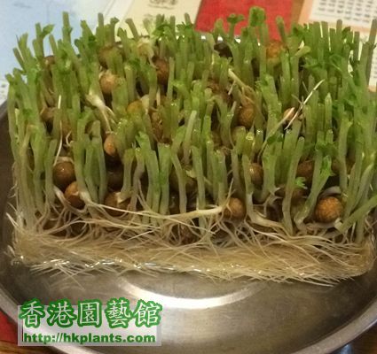 Pea sprouts jp_04.jpg