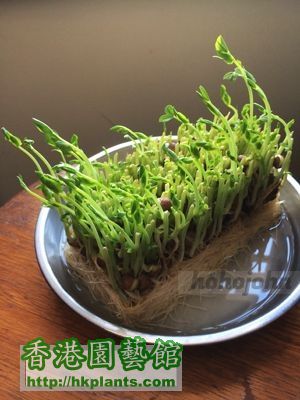 Pea sprouts jp_05.JPG