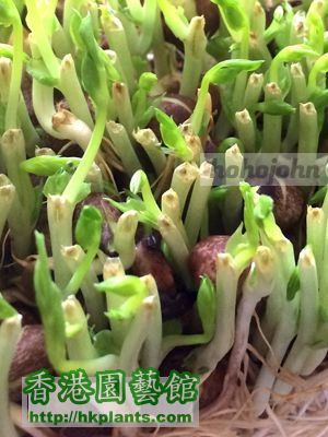 Pea sprouts jp_08.JPG