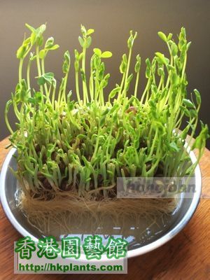 Pea sprouts jp_07.JPG