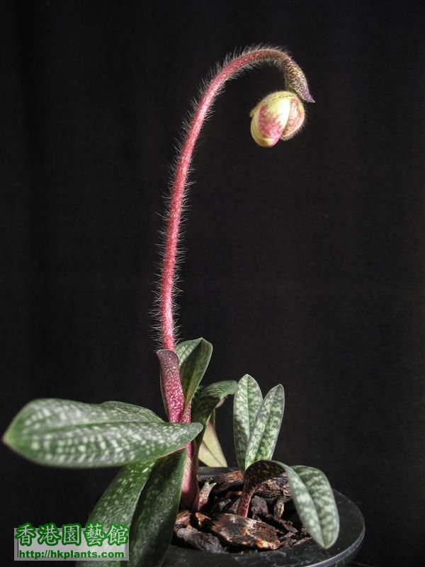 Paphiopedilum micranthum (32).JPG