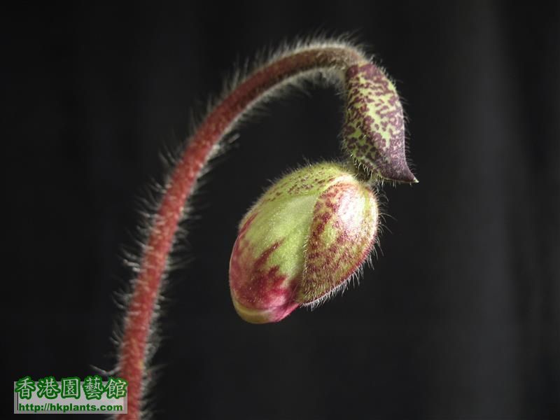 Paphiopedilum micranthum (34).JPG