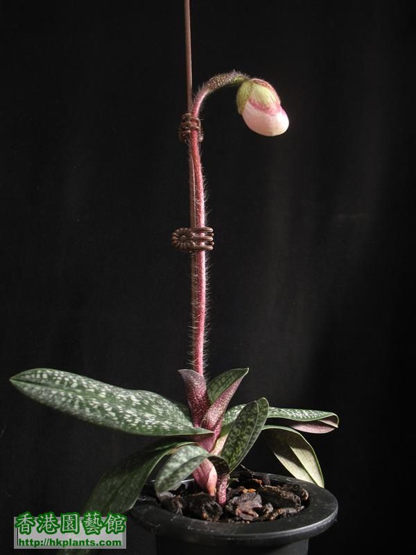 Paphiopedilum micranthum (35).JPG