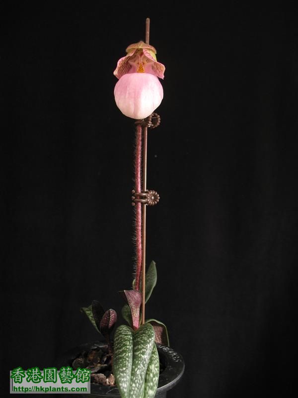 Paphiopedilum micranthum (49).JPG