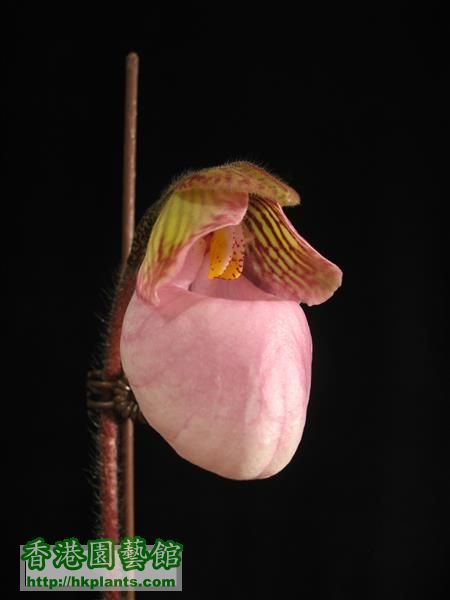 Paphiopedilum micranthum (55).JPG