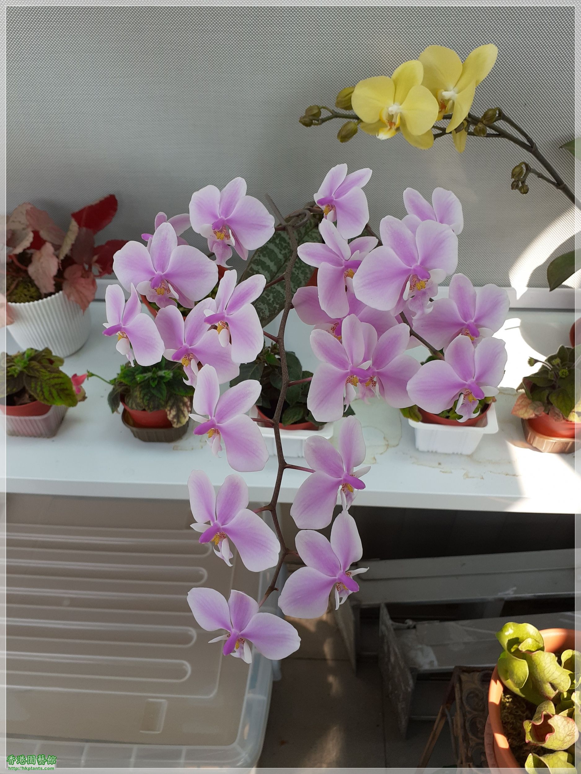 Phalaenopsis schilleriana-2021-005.jpg
