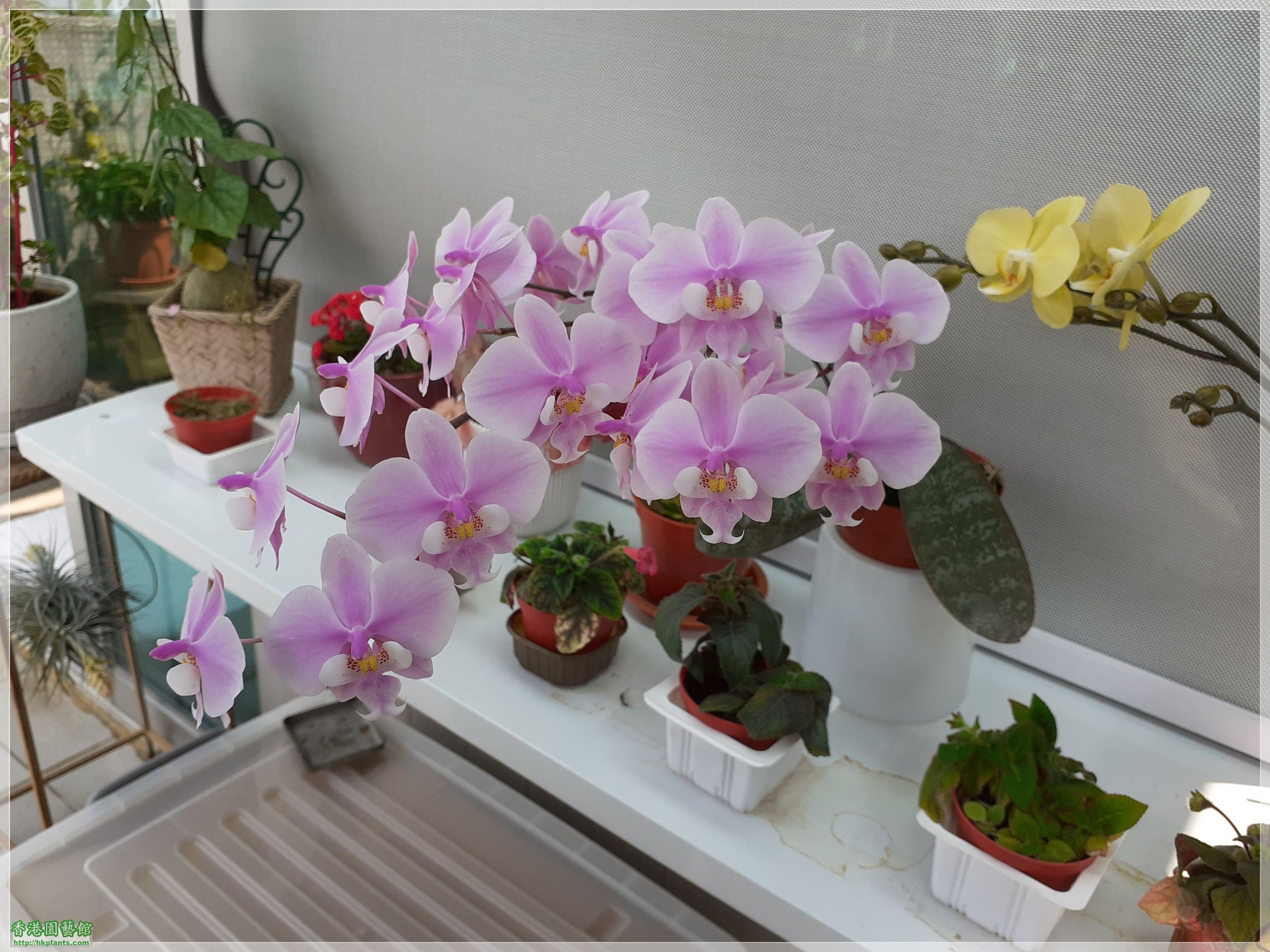 Phalaenopsis schilleriana-2021-007.jpg