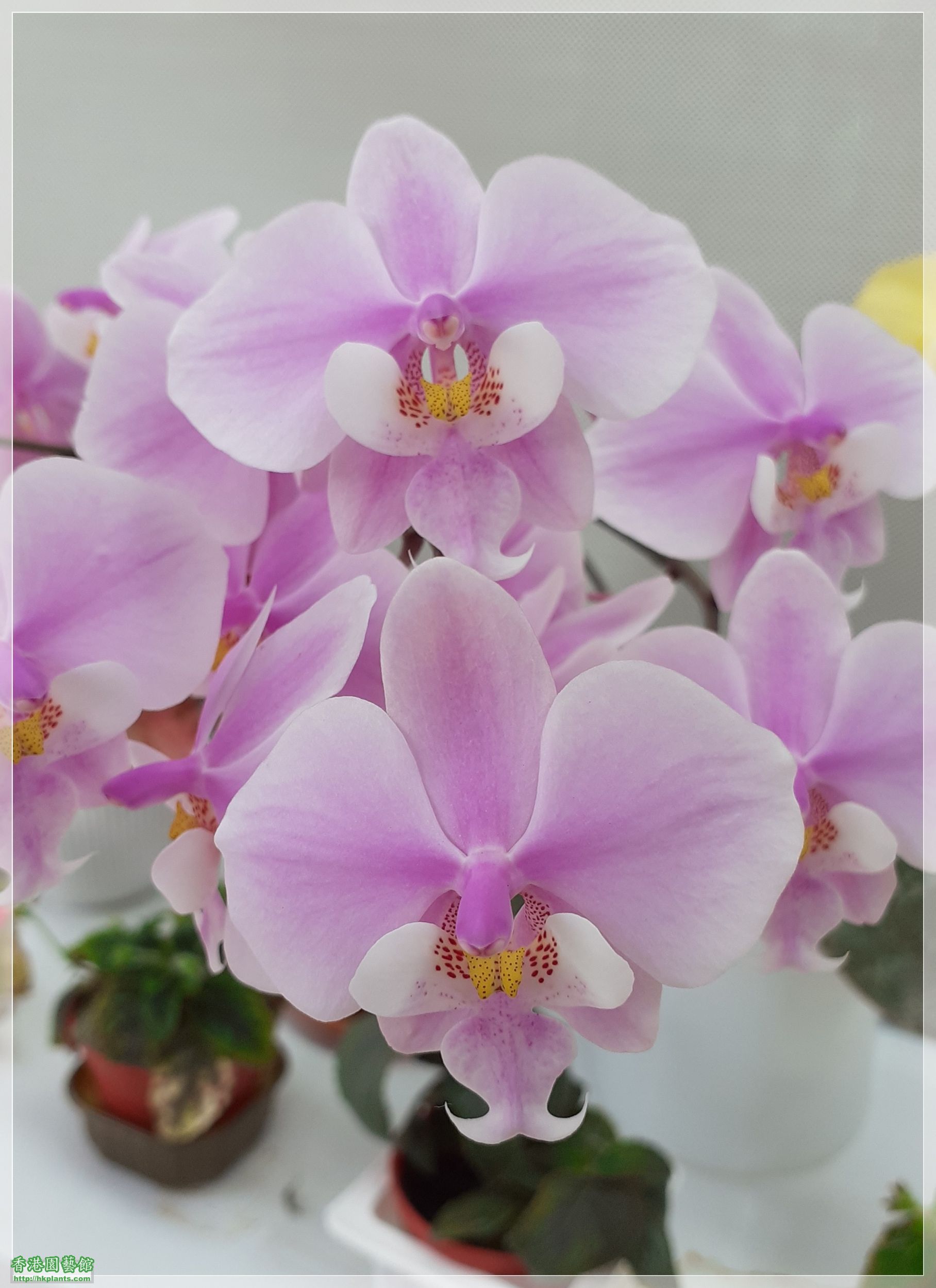 Phalaenopsis schilleriana-2021-009.jpg