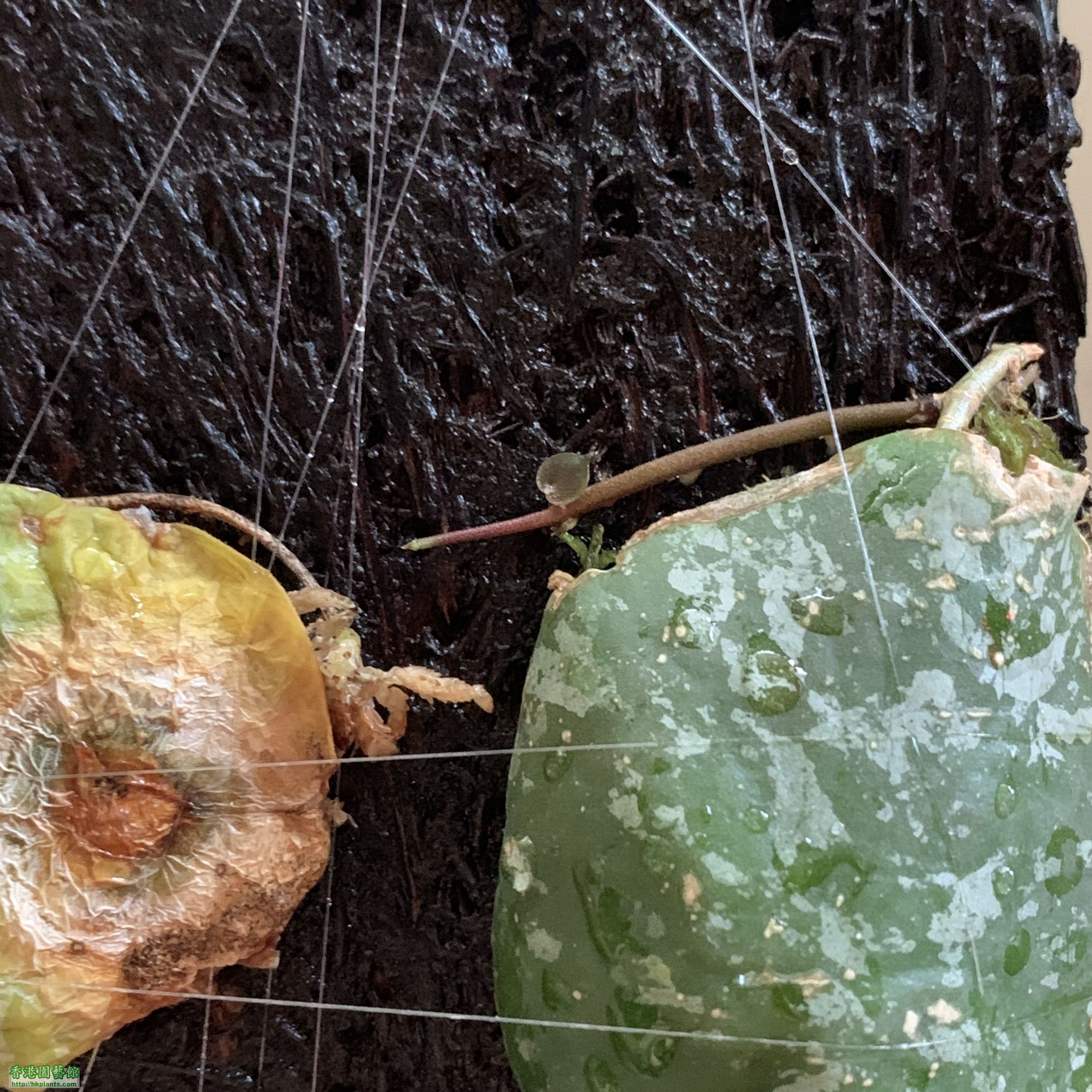 Hoya imbricata