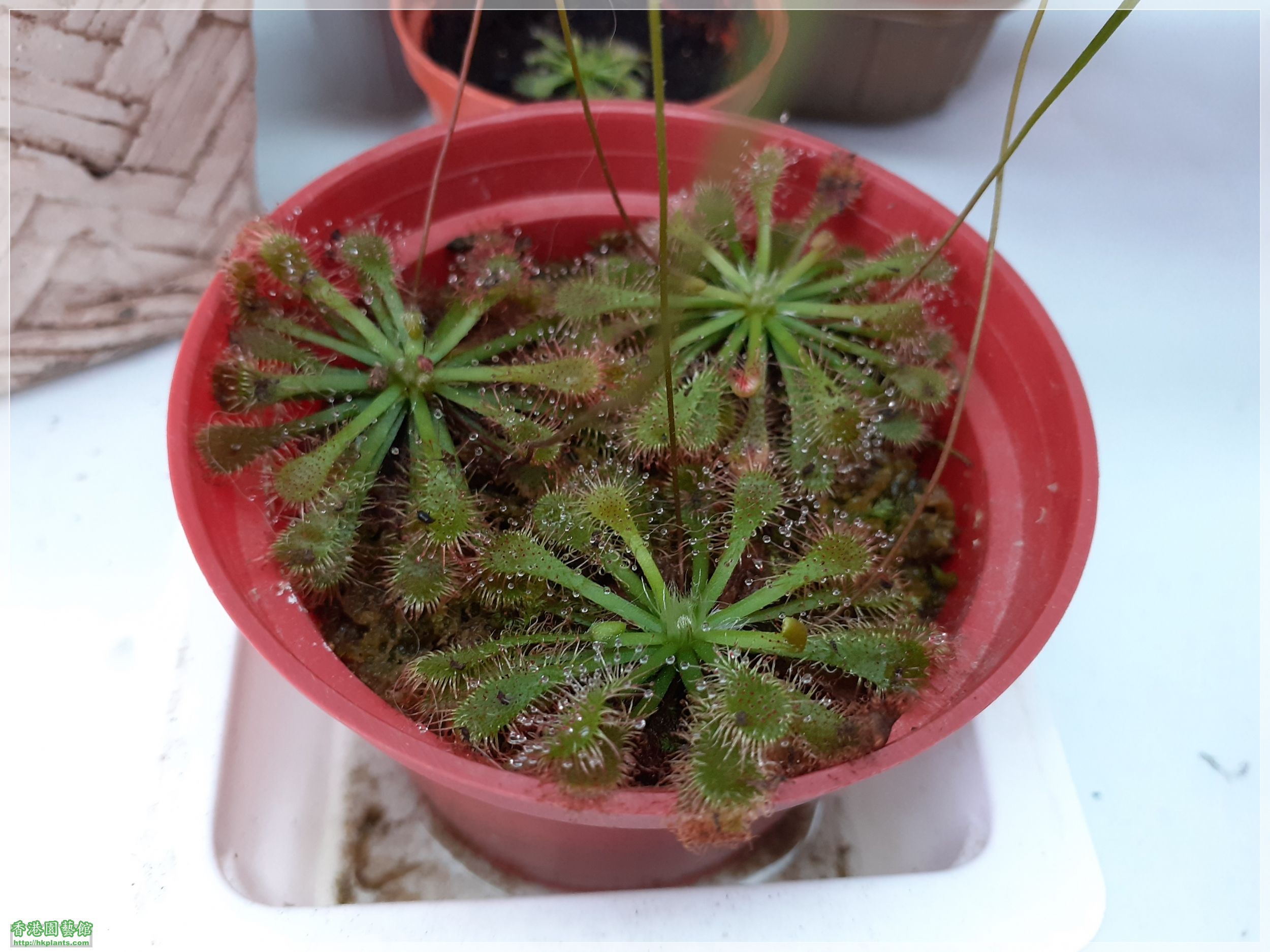 Drosera Spathulate var. Lovellae-2021-006.jpg