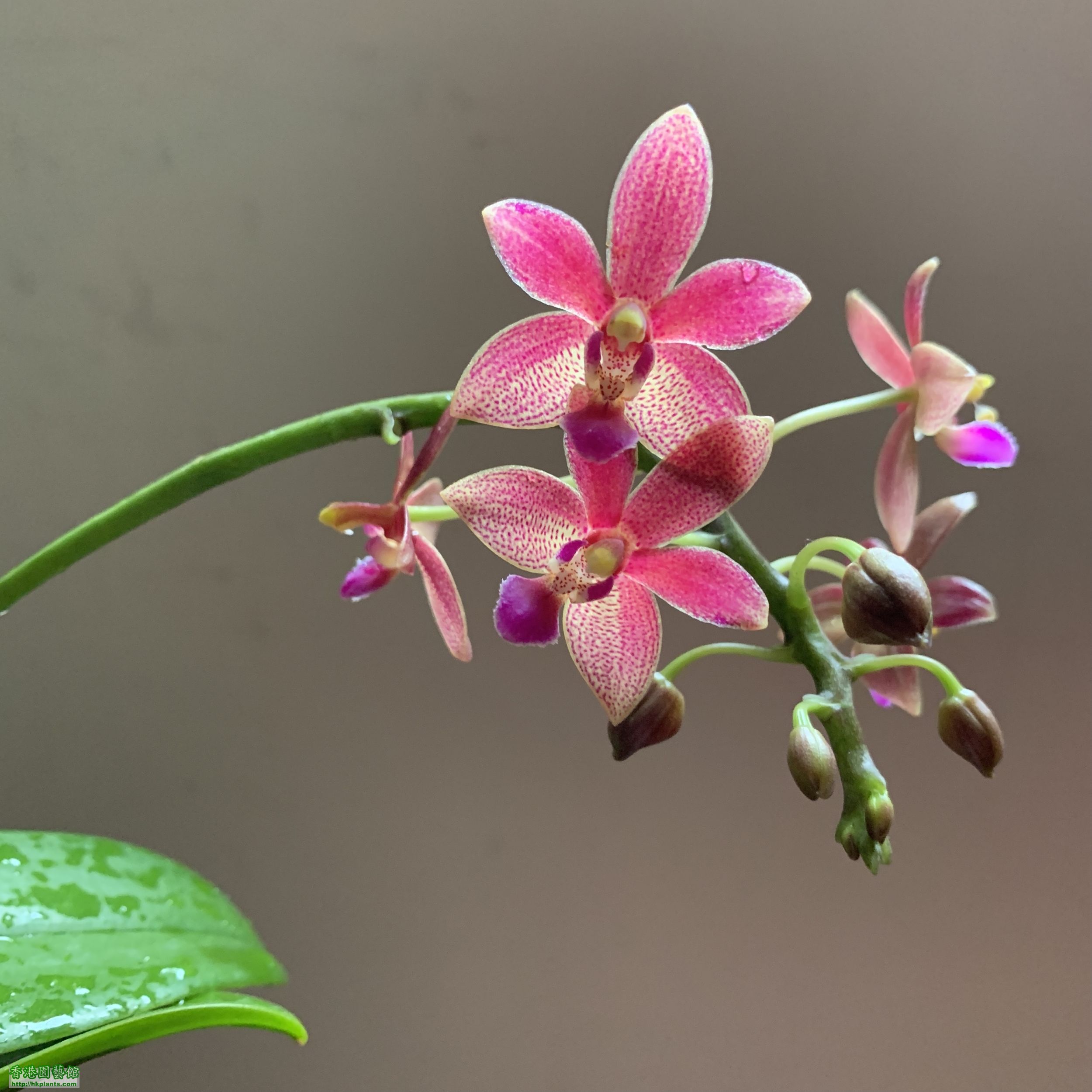 Phal. Cornustris (Phal. equestris x Phal. cornu-cervi）