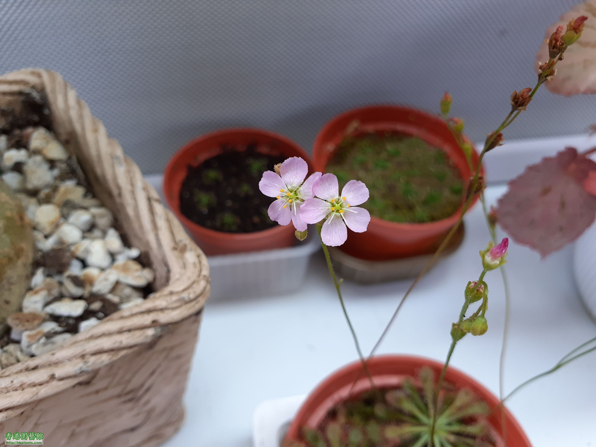 Drosera Spathulate var. Lovellae-2021-007.jpg