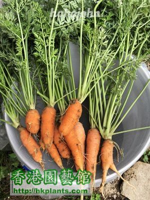 Carrot 1s_06.JPG