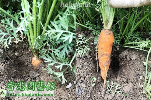 Carrot 1s_05.JPG