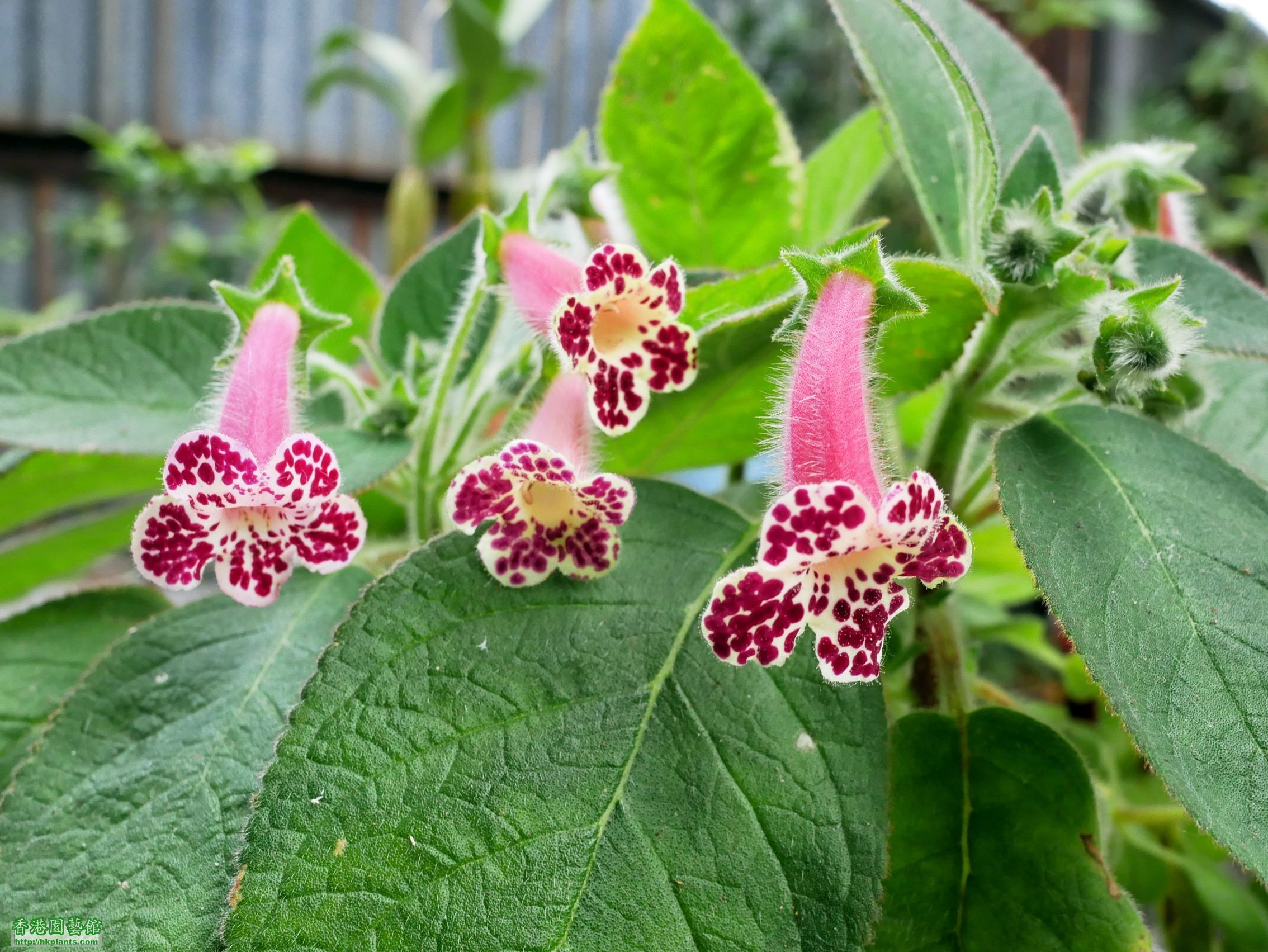 Kohleria 'HCY's Dark Patch'