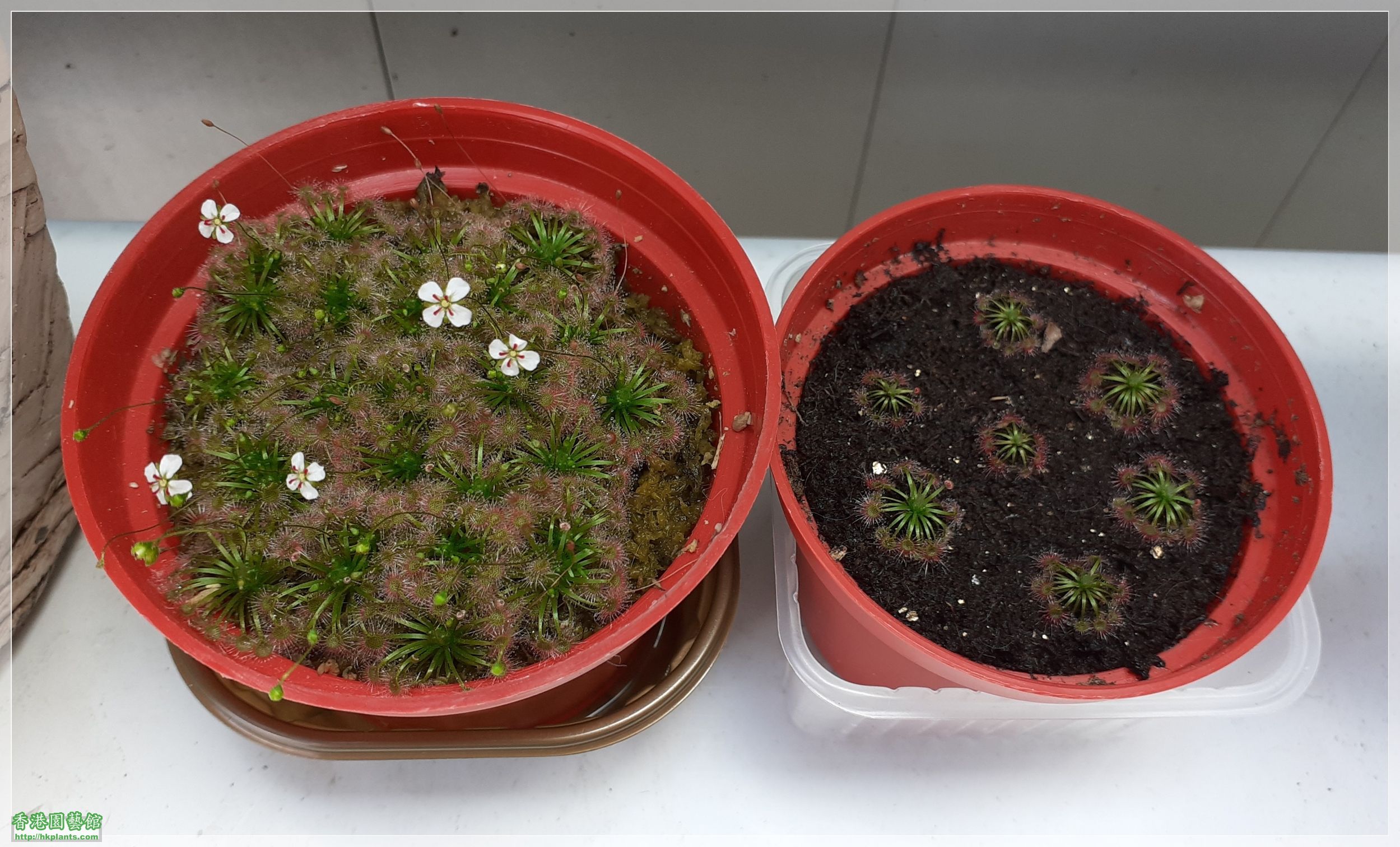 Drosera Carbarup-2021-D002.jpg