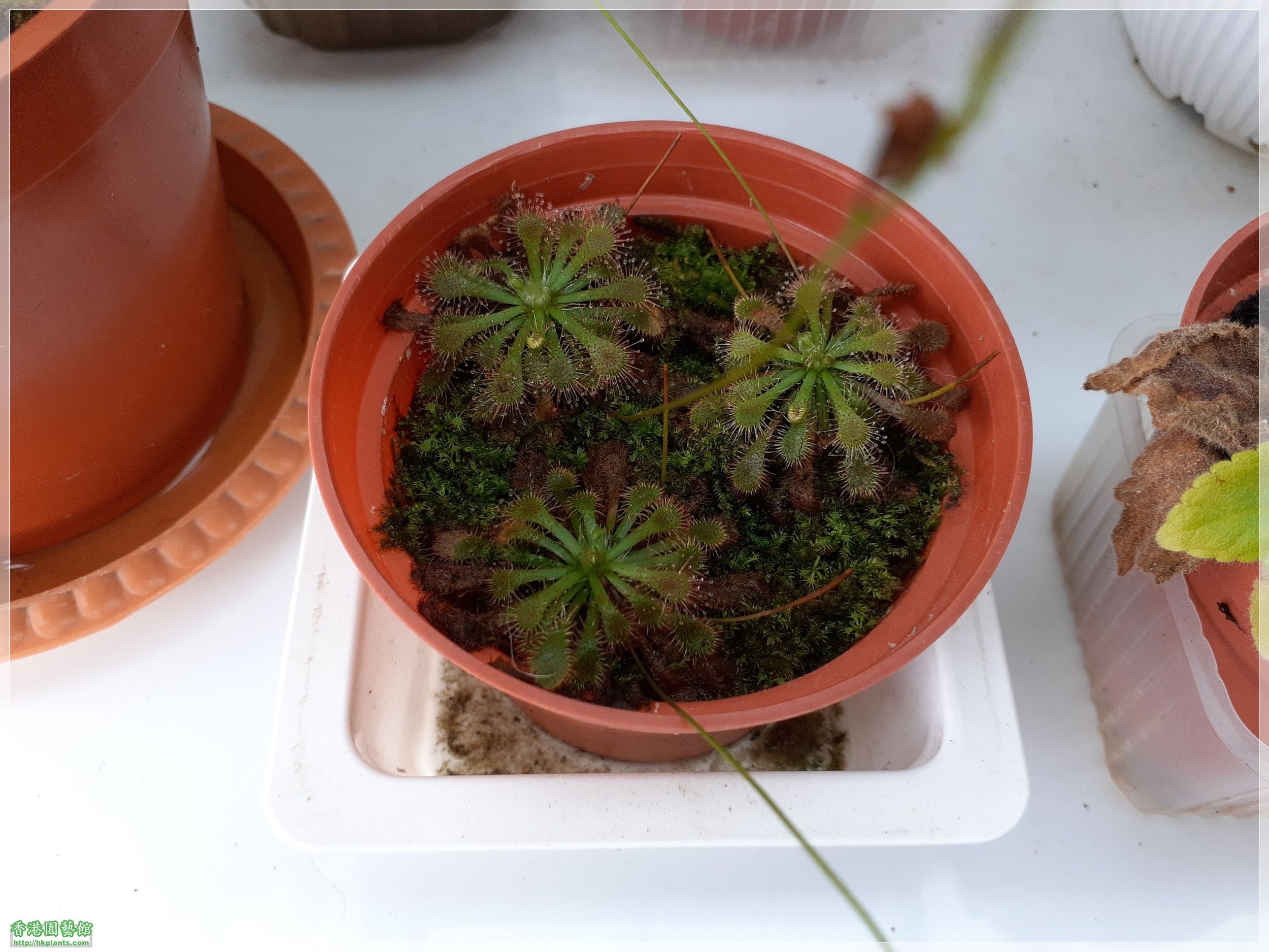 Drosera Spathulate var. Lovellae-2021-010.jpg