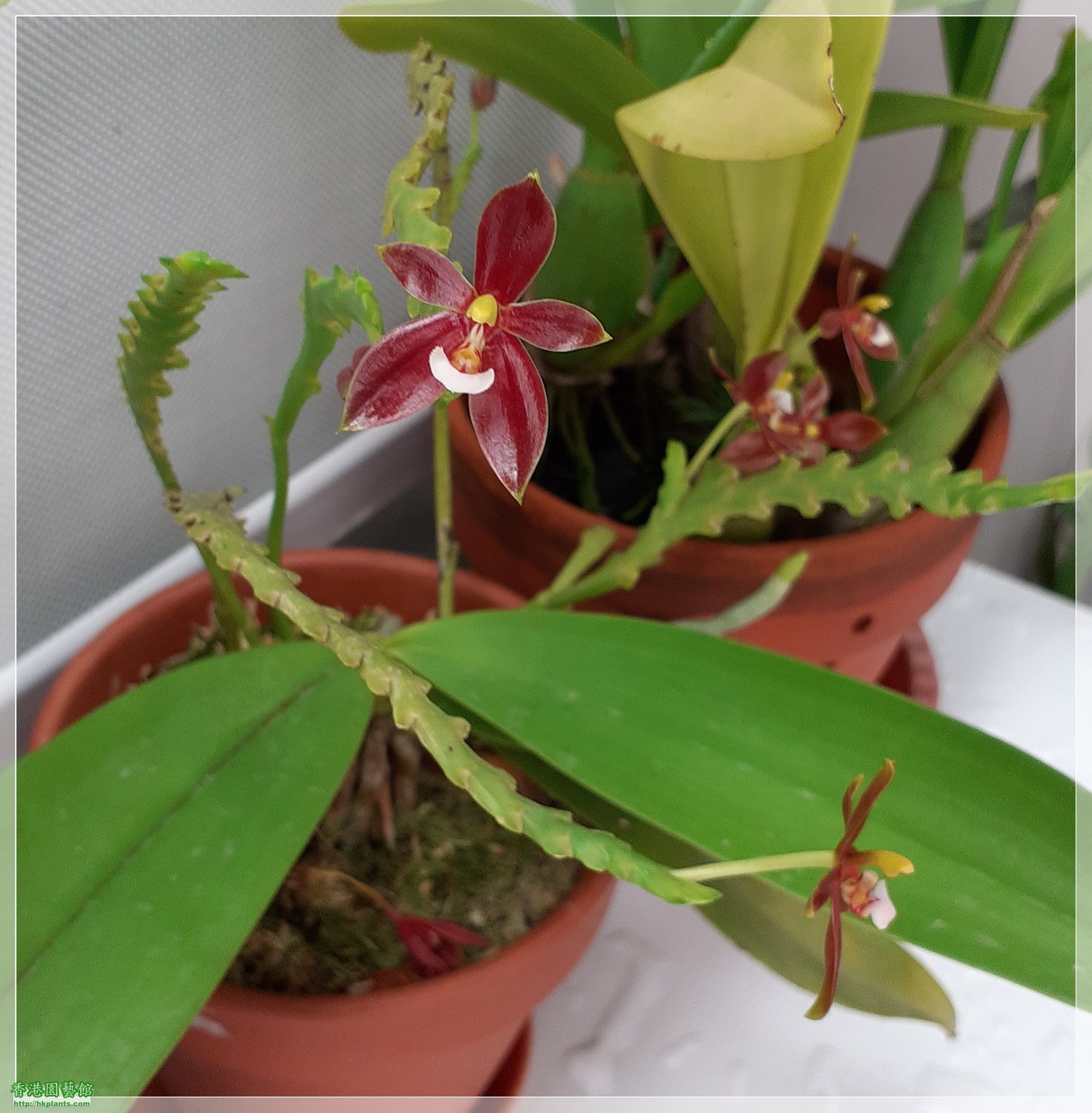 Phalaenopsis cornu-cervi var forma chattaladae 4n-2021-004.jpg
