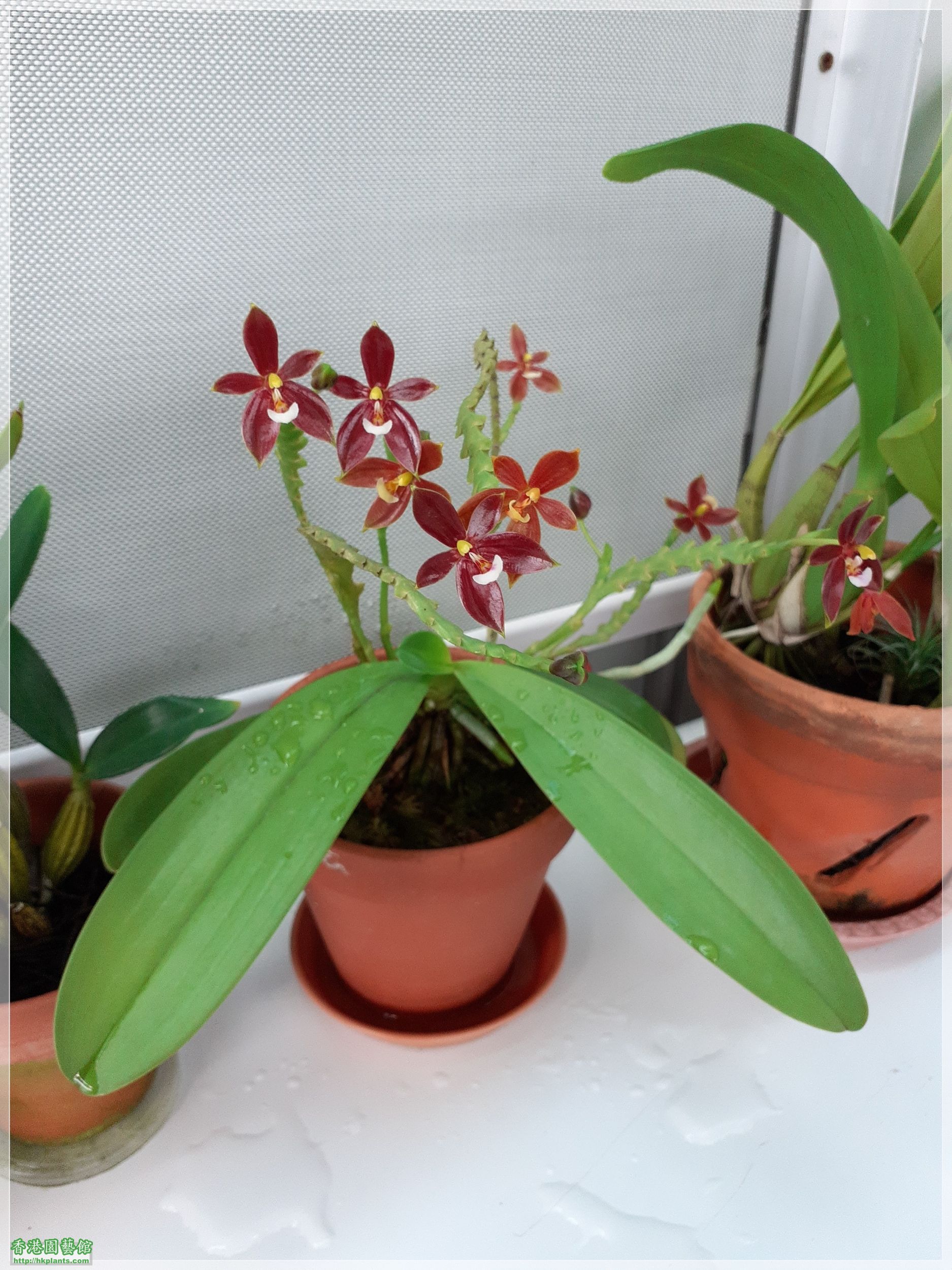 Phalaenopsis cornu-cervi var forma chattaladae 4n-2021-005.jpg