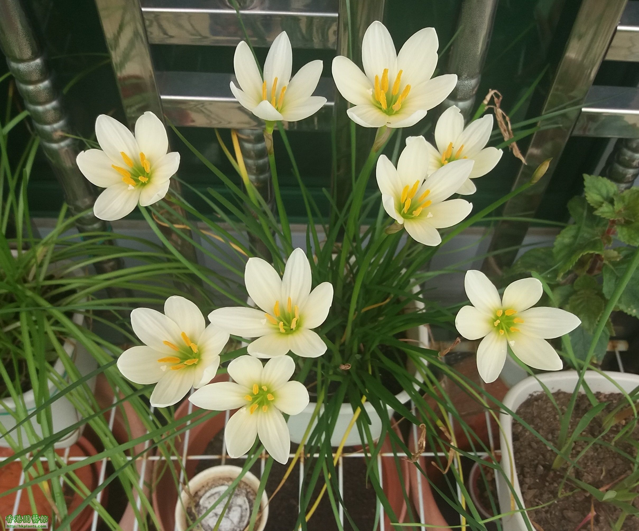 Zephyranthes &#039;Ajax&#039;-2017-004.jpg