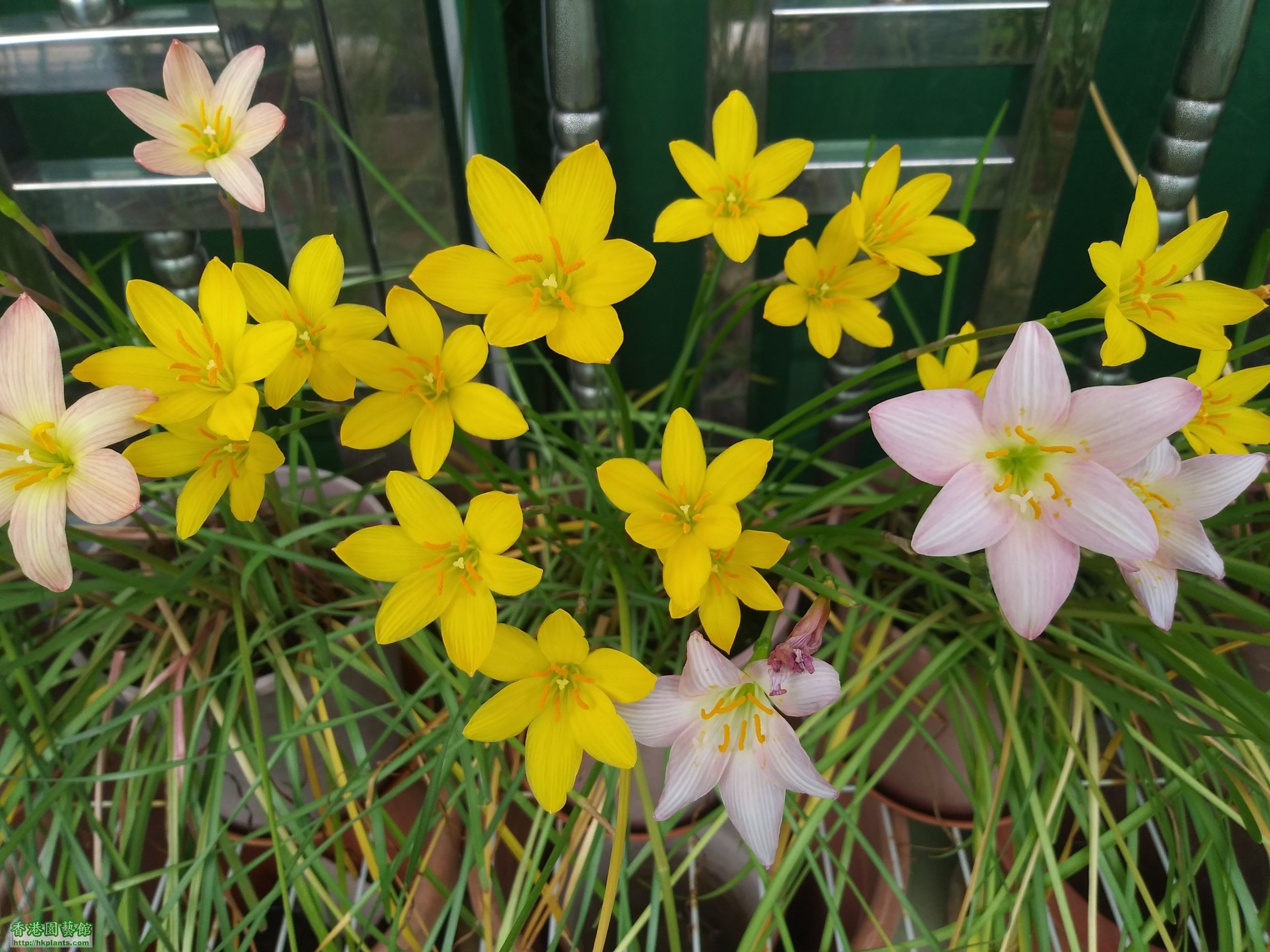 Zephyranthes Citrina-2019-006.jpg