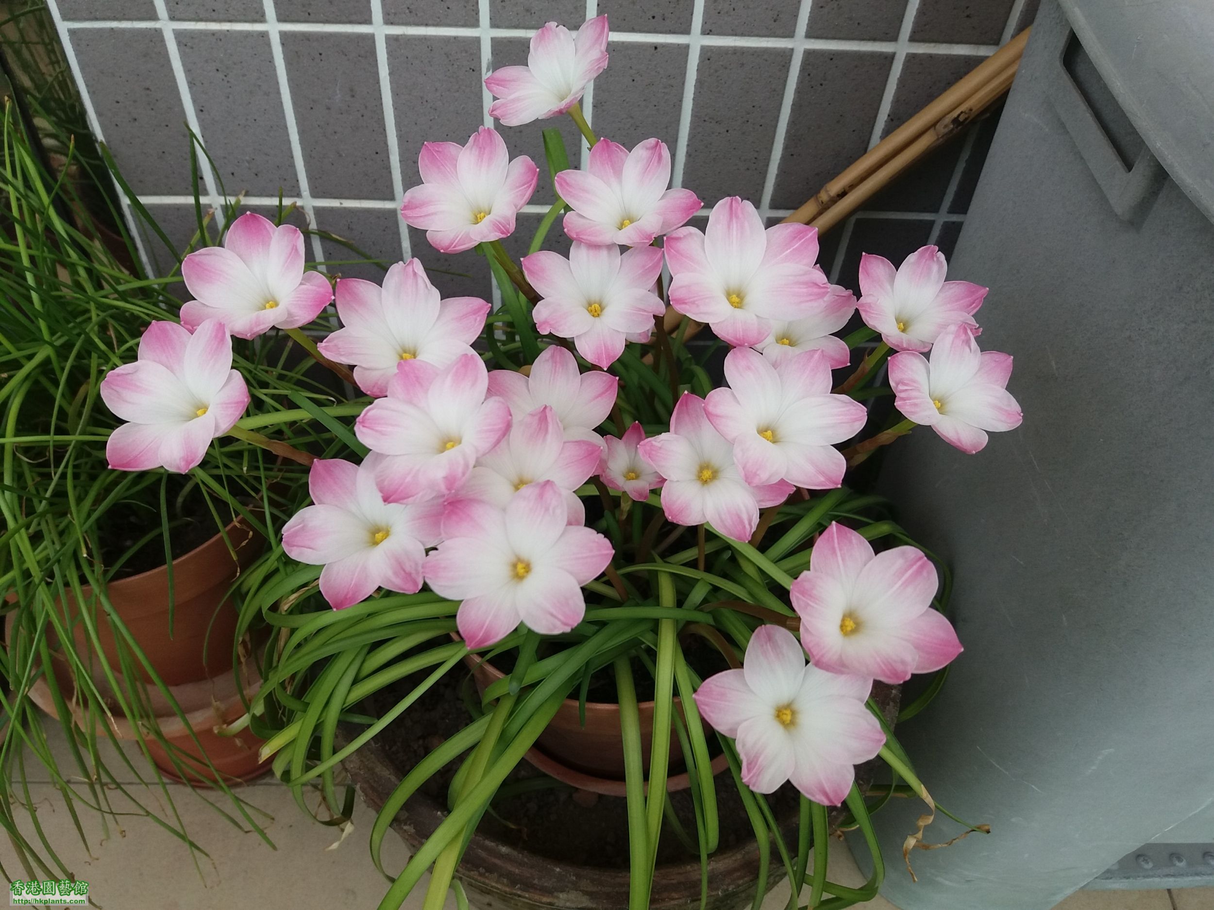 Zephyranthes sp. Labuffarosa &#039;Lily Pies&#039;-2016-006.jpg