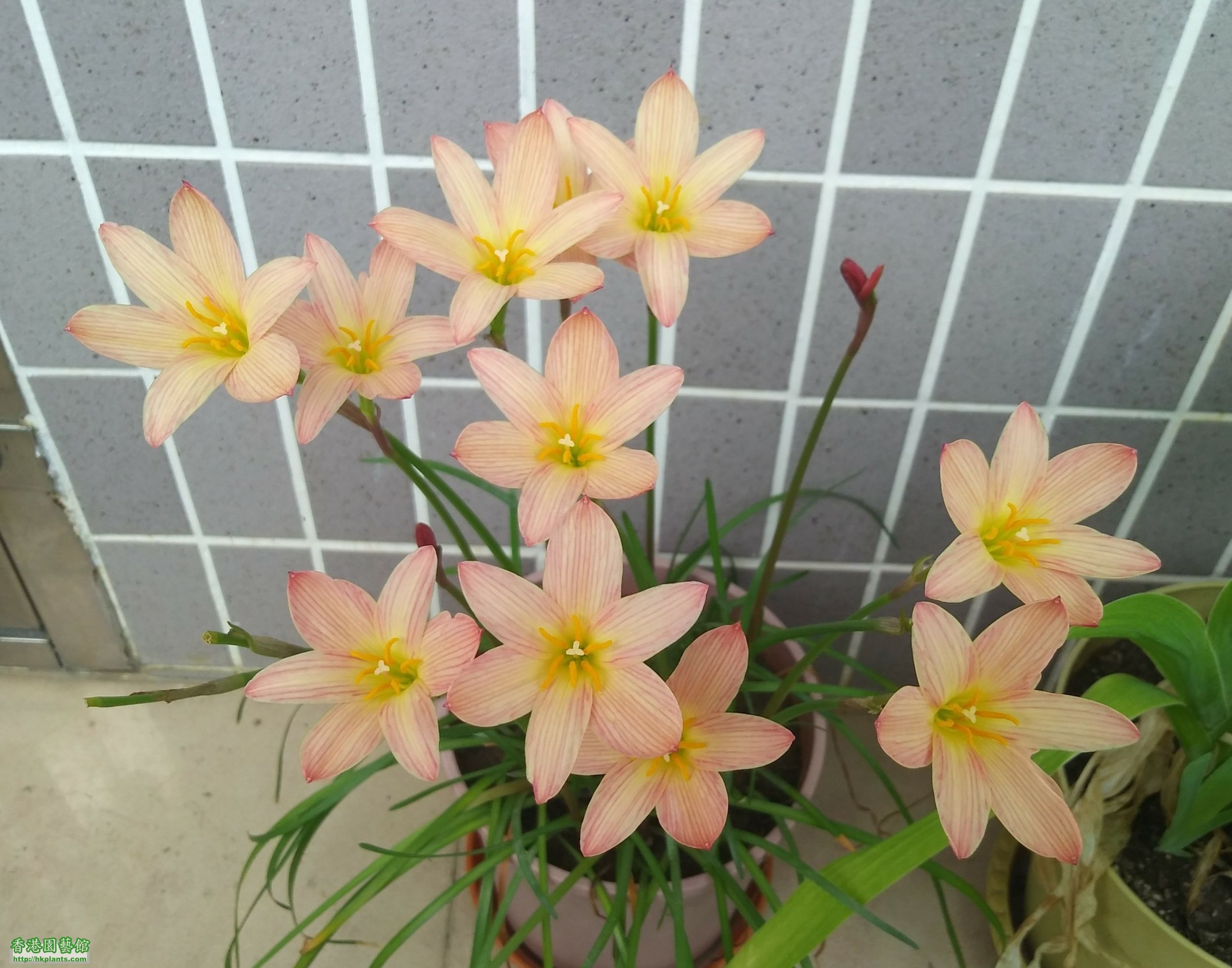 Zephyranthes Sunset Strain-2018-B007.jpg