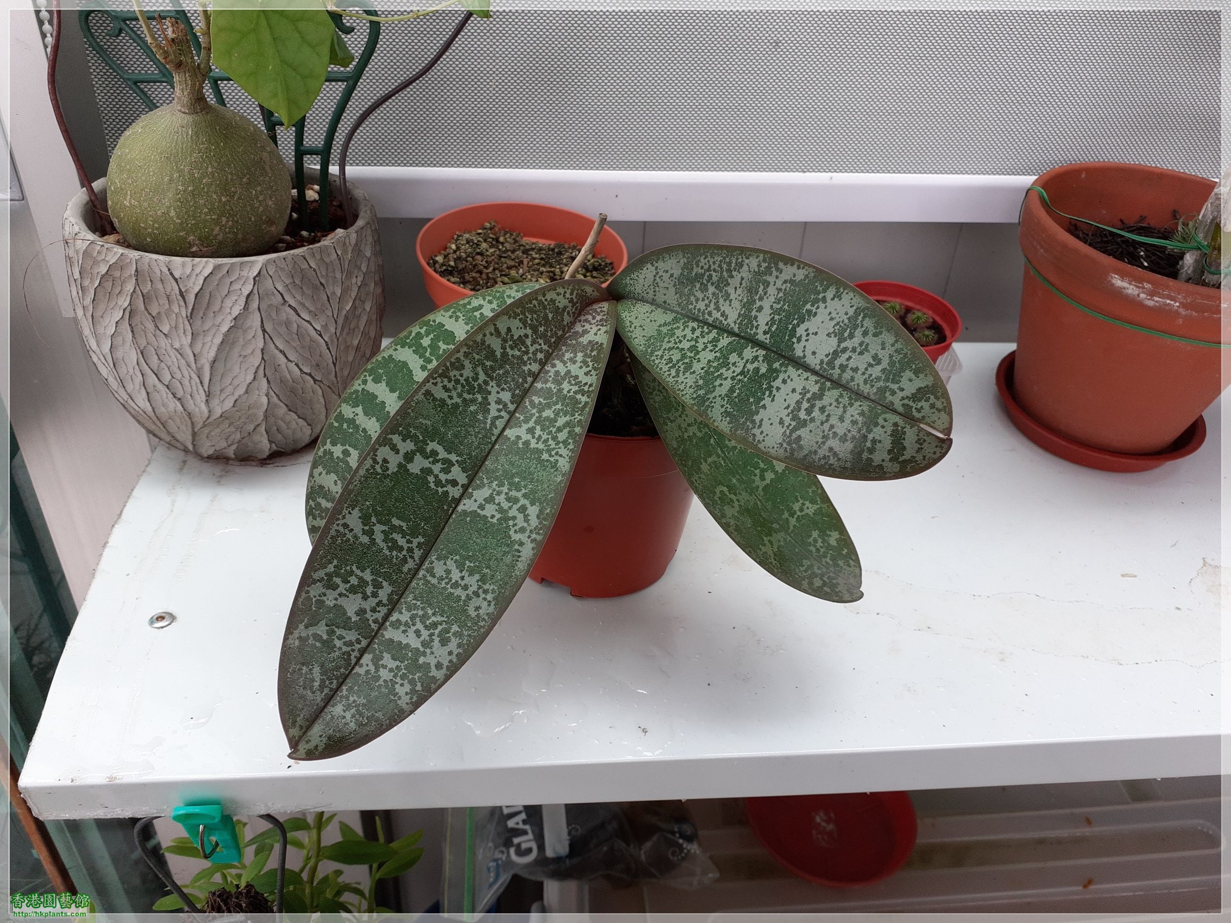 Phalaenopsis schilleriana-2021-015.jpg