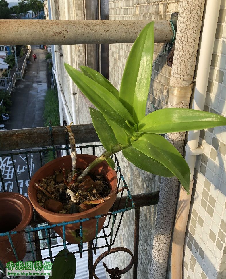 秋石斛5.JPG