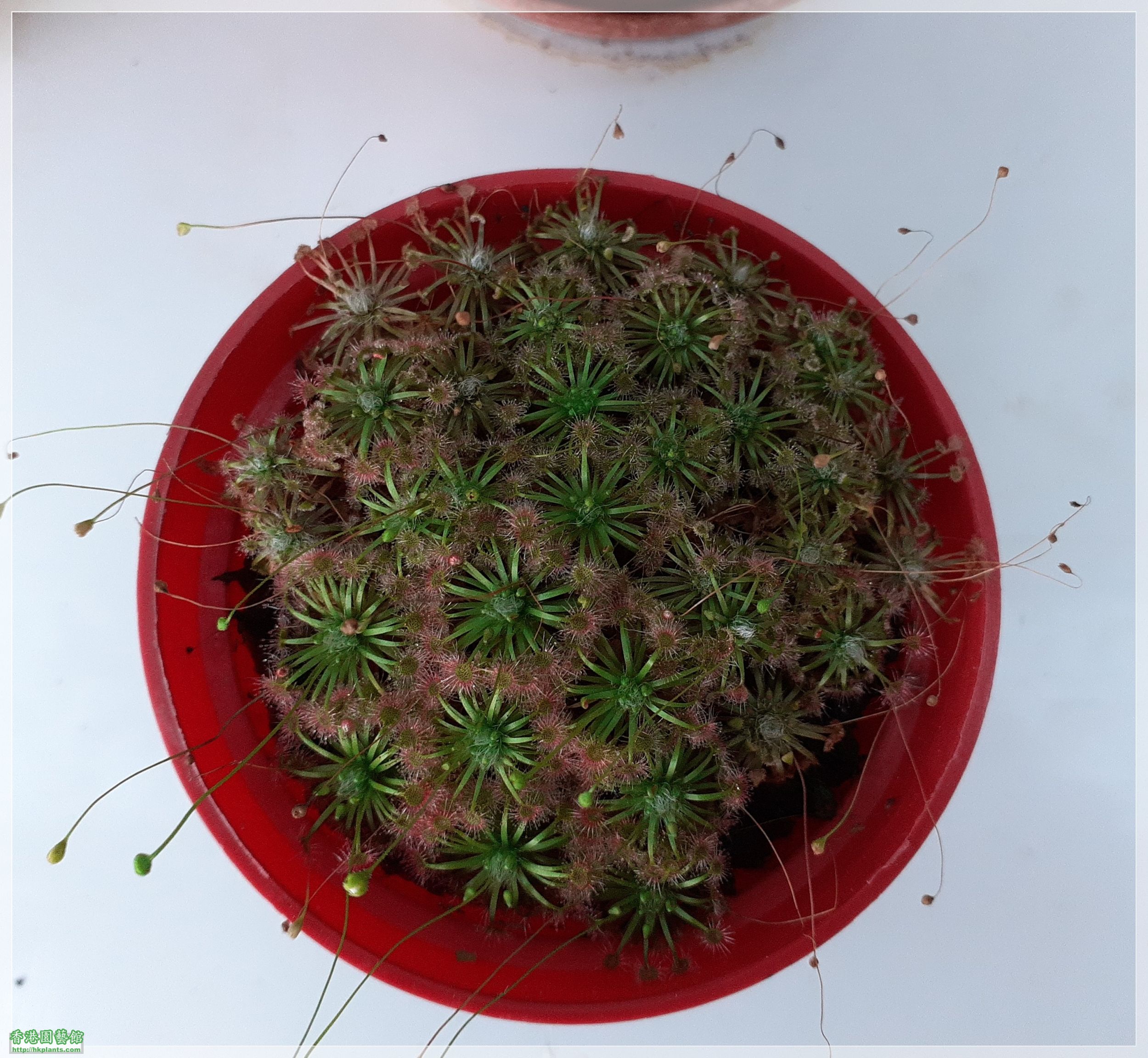 Drosera Carbarup-2021-A011.jpg