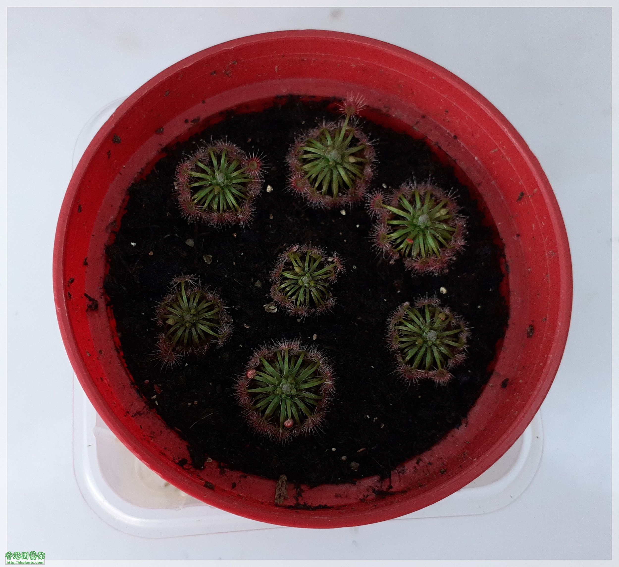 Drosera Carbarup-2021-D004.jpg