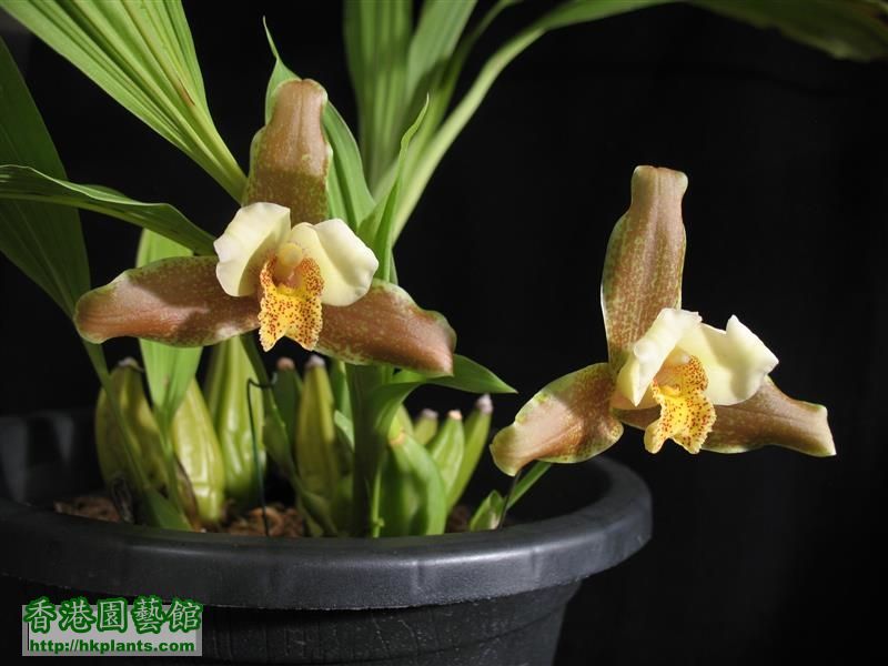 Lycaste Garfield October (16).JPG