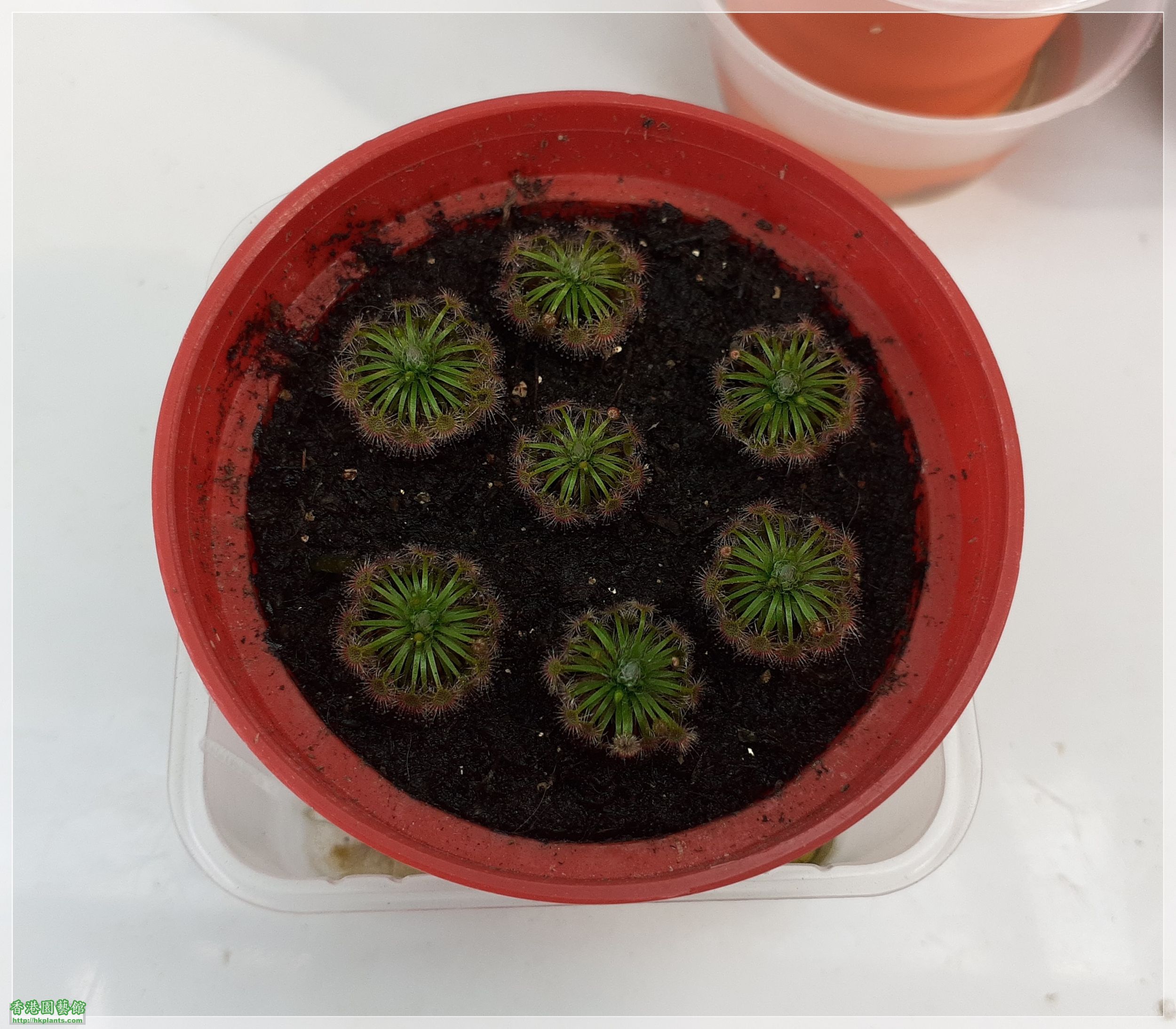 Drosera Carbarup-2021-D006.jpg