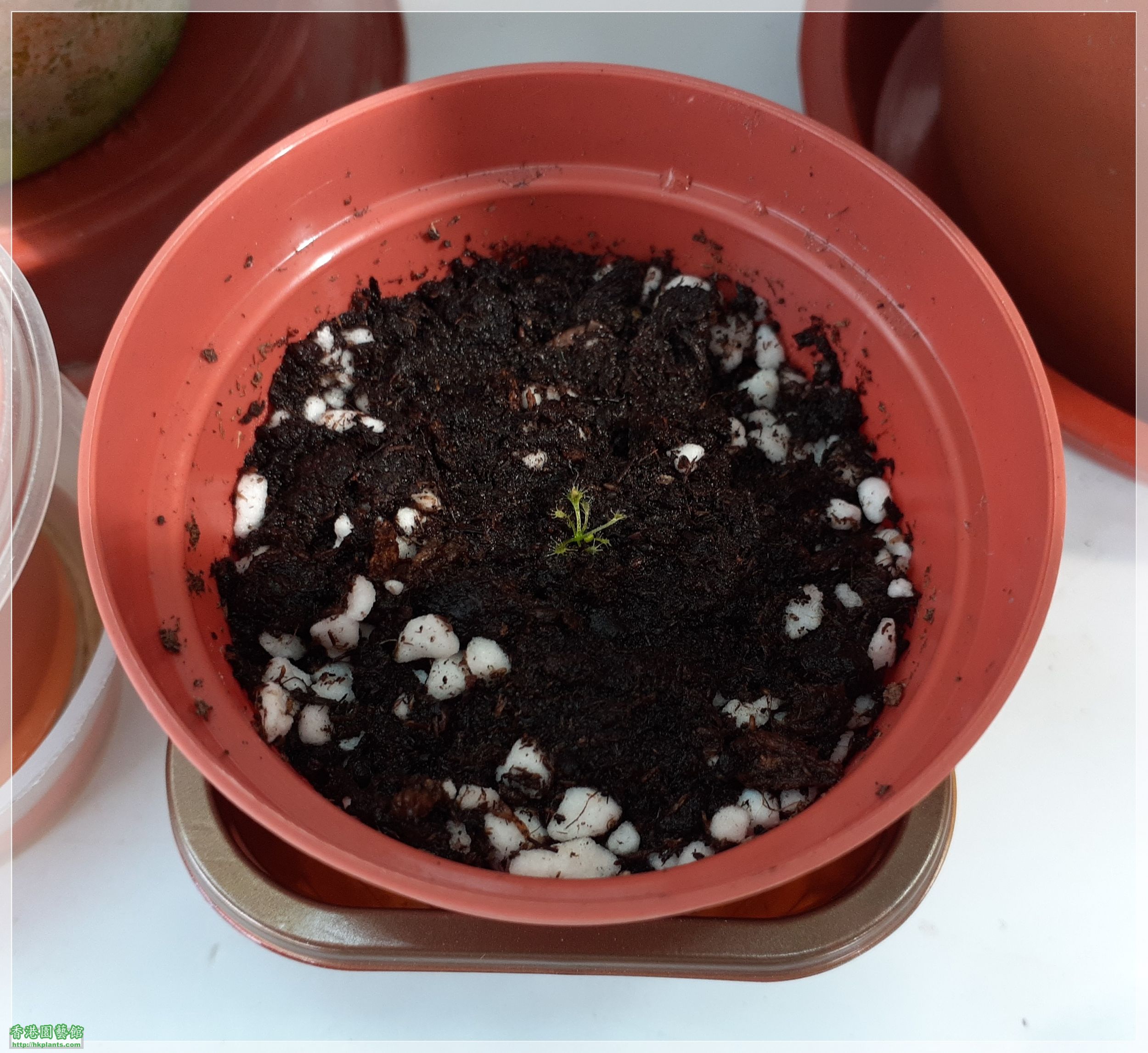 Drosera Spathulate var. Lovellae-2021-C001.jpg