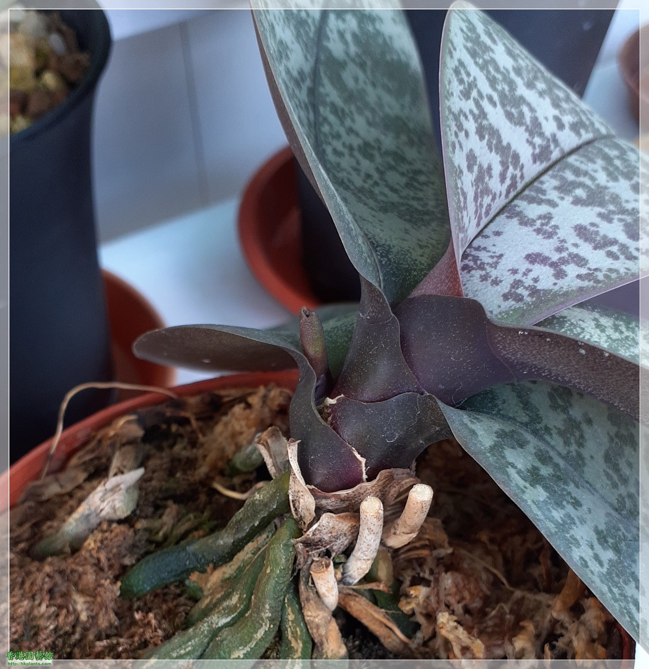 Phalaenopsis schilleriana-2022-001.jpg