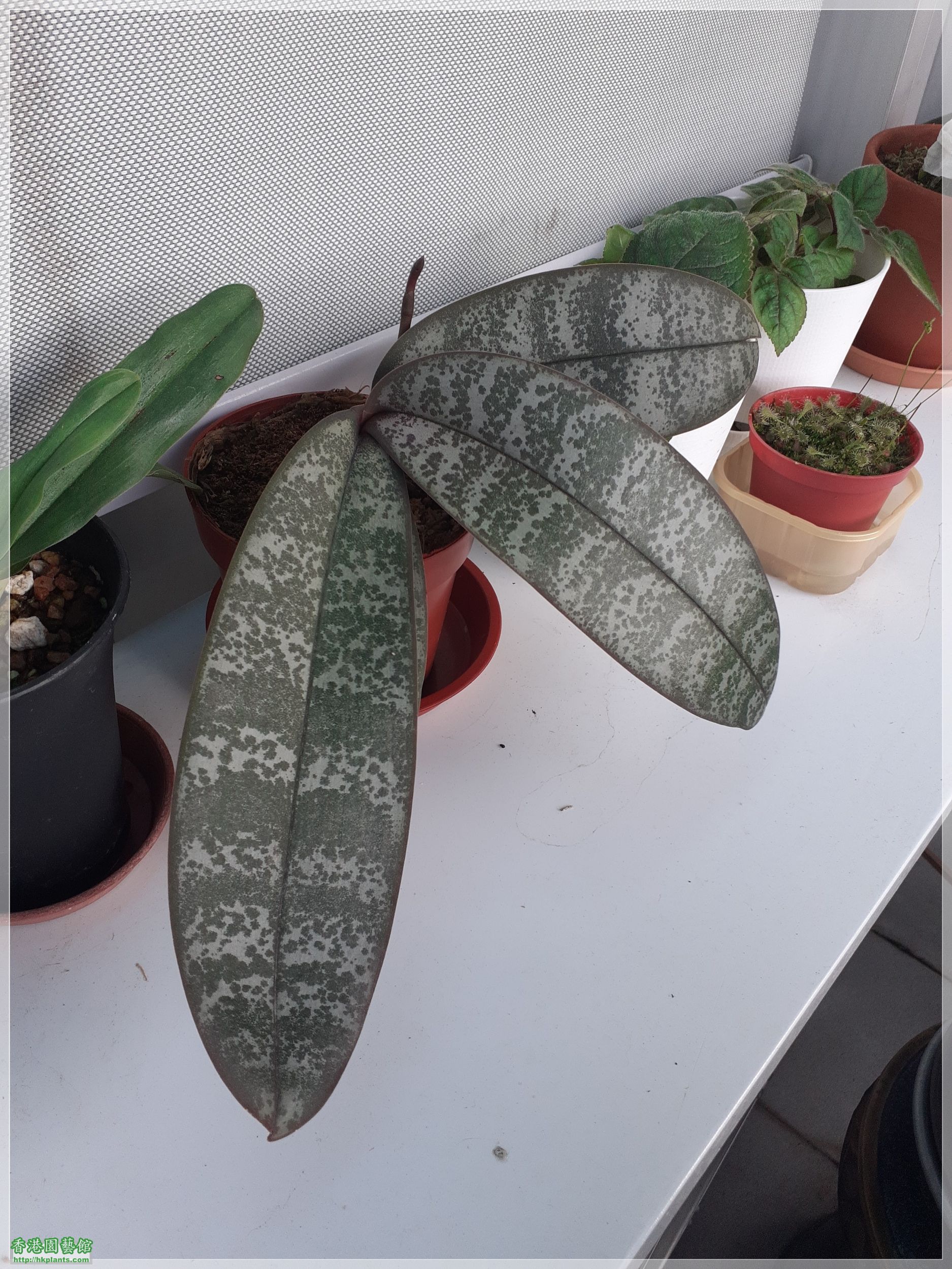 Phalaenopsis schilleriana-2022-002.jpg