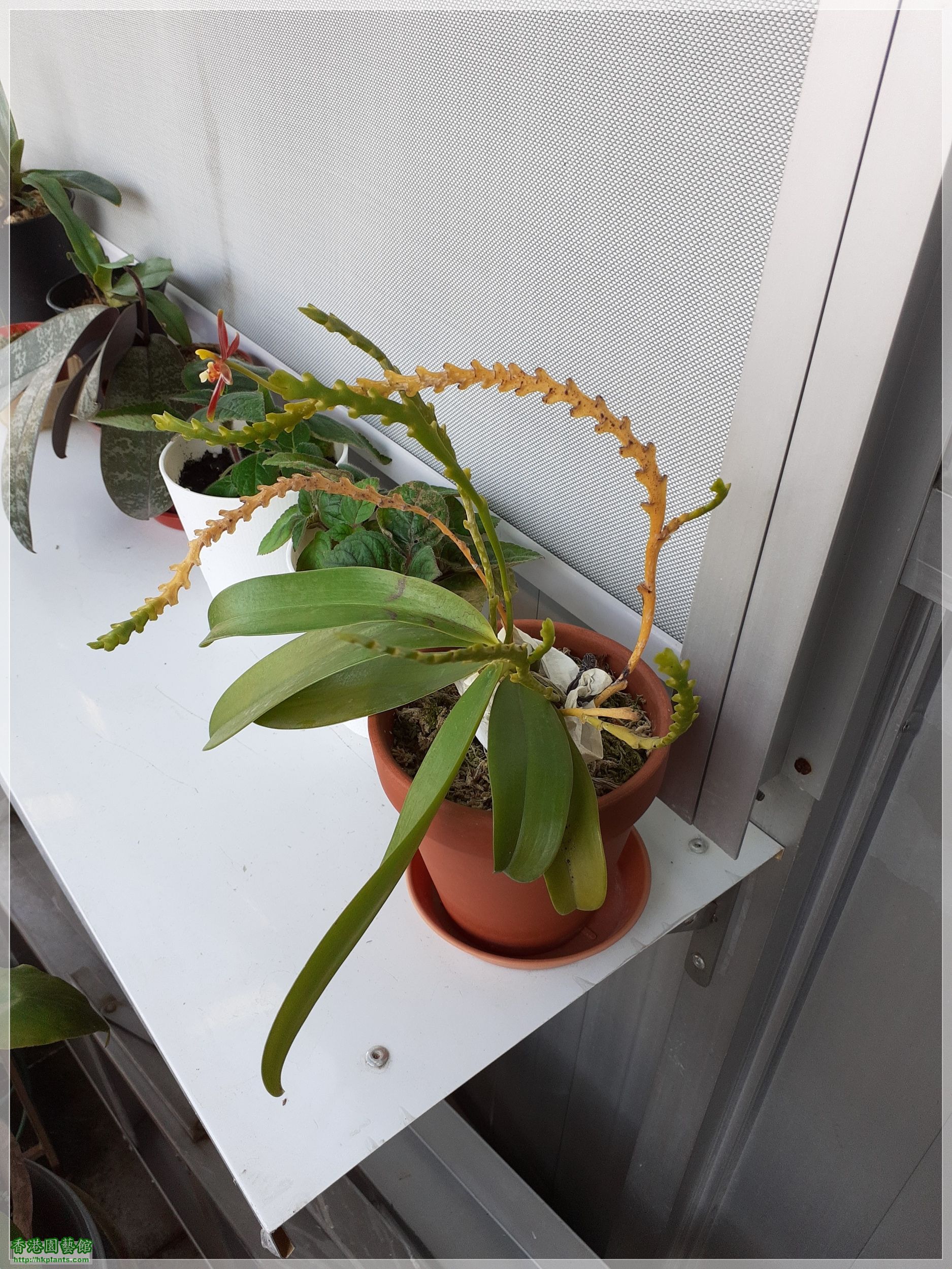 Phalaenopsis cornu-cervi var forma chattaladae 4n-2021-006.jpg