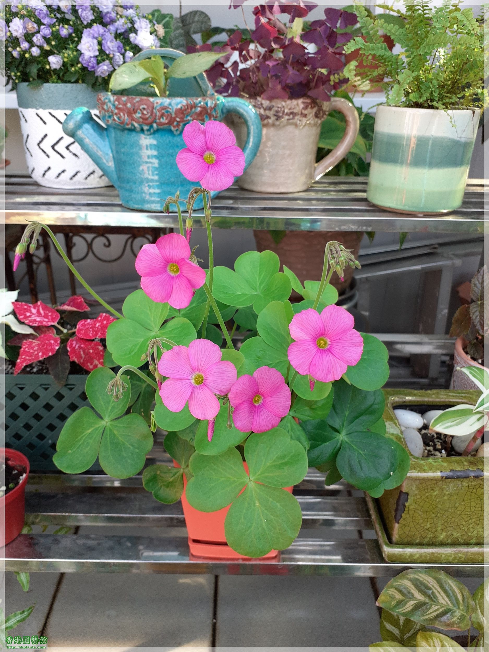 Oxalis bowiei-2021-005.jpg