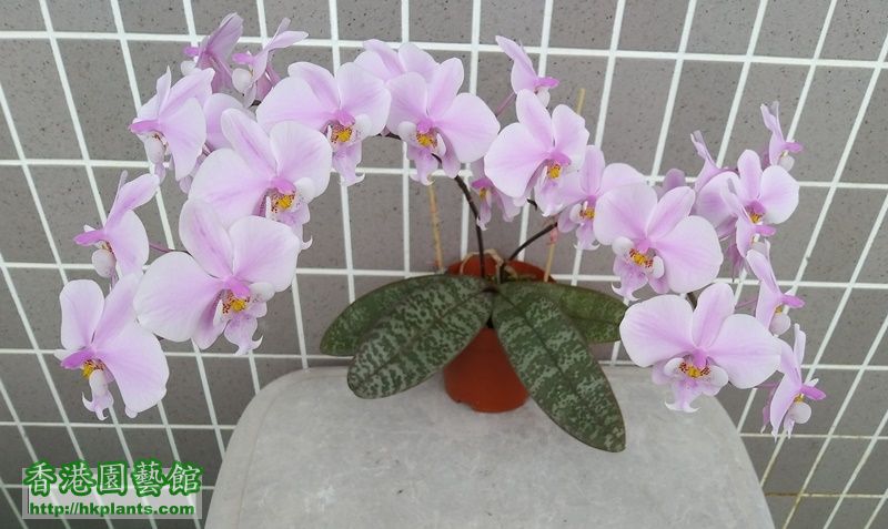 Phalaenopsis schilleriana-2019-013.jpg