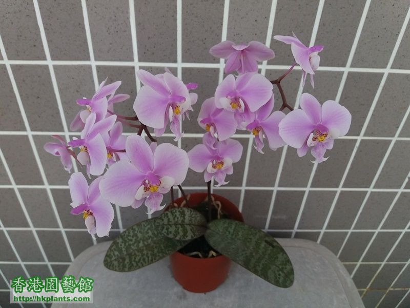 Phalaenopsis schilleriana-2018-009.jpg