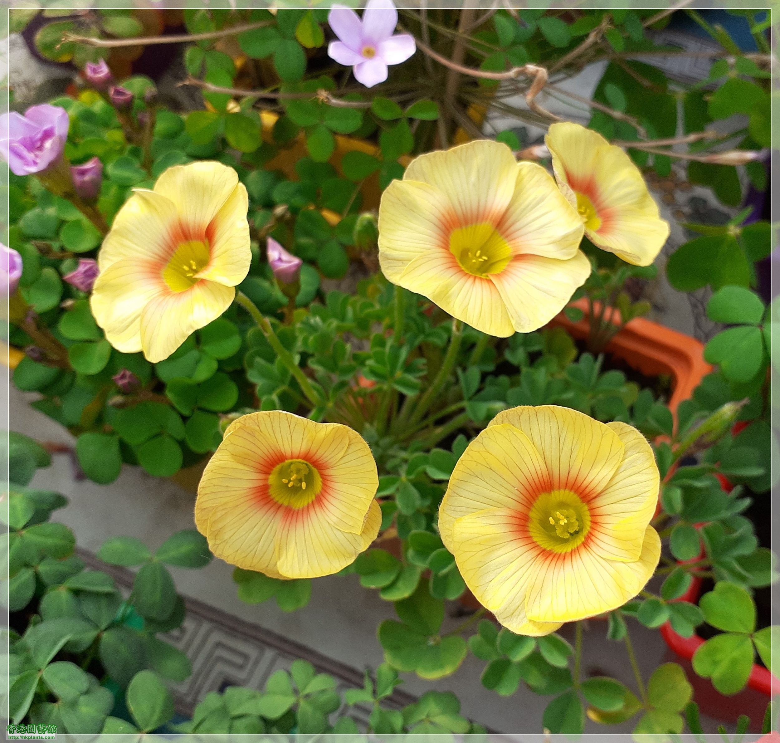 Oxalis Obtusa &#039;Elizabeth&#039;-2021-005.jpg